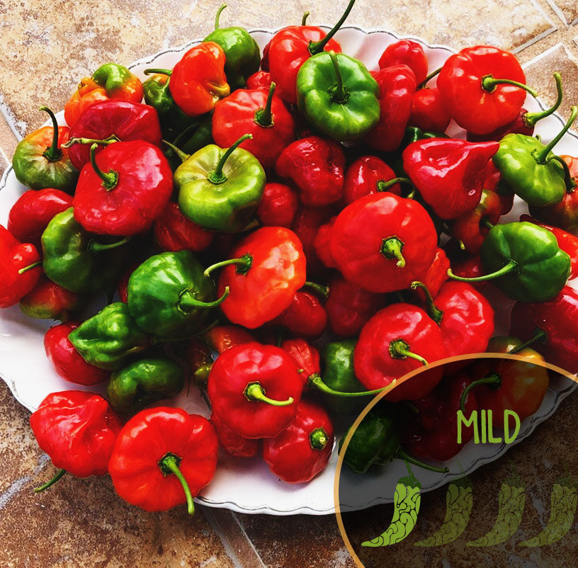 Mixture of red and green aji dulce puerto rico peppers on a plate with 'MILD' label.