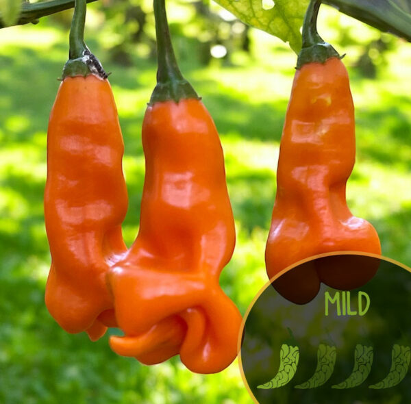 Three orange Aji Erotica peppers hanging on a branch with a close-up inset showing 'MILD' text.