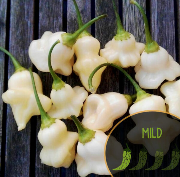 Aji Fantasy White peppers with green stems on a dark wooden surface, labeled 'Mild'.