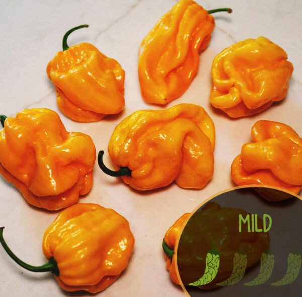 Aji Margarantino peppers on a white surface with 'MILD' label