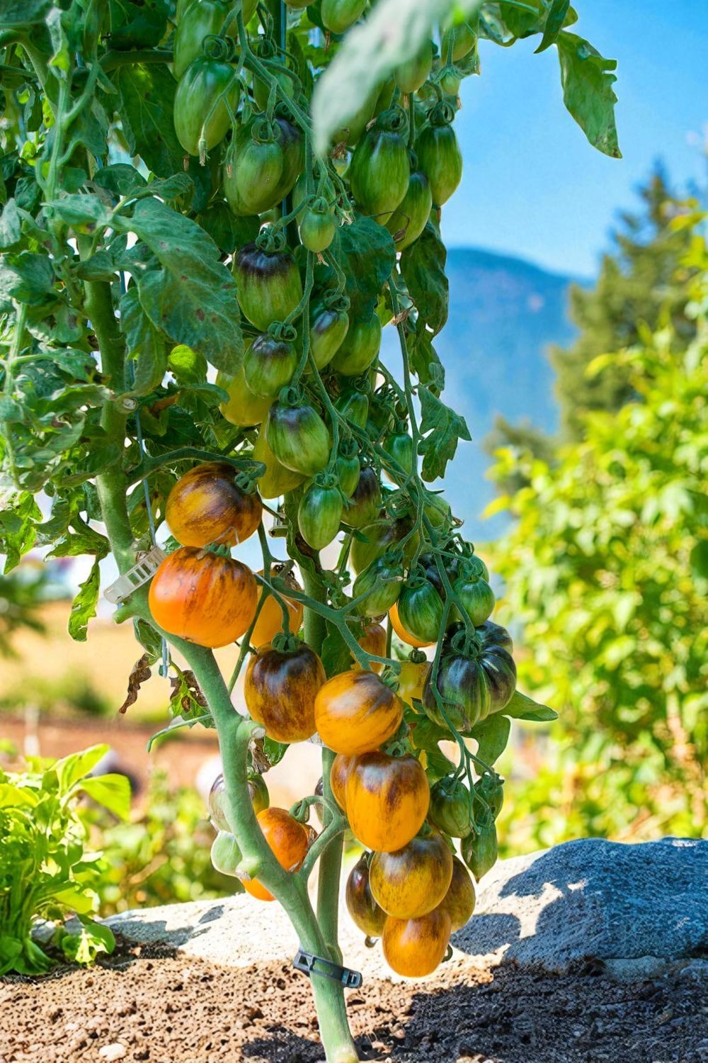 Ripe Atomic Sunset Grape tomatoes hanging from a vine with a mountainous background