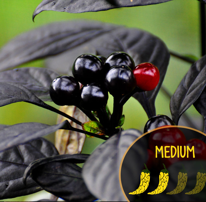 Close-up of black pearl with red pearl peppers with a pepper rating label.