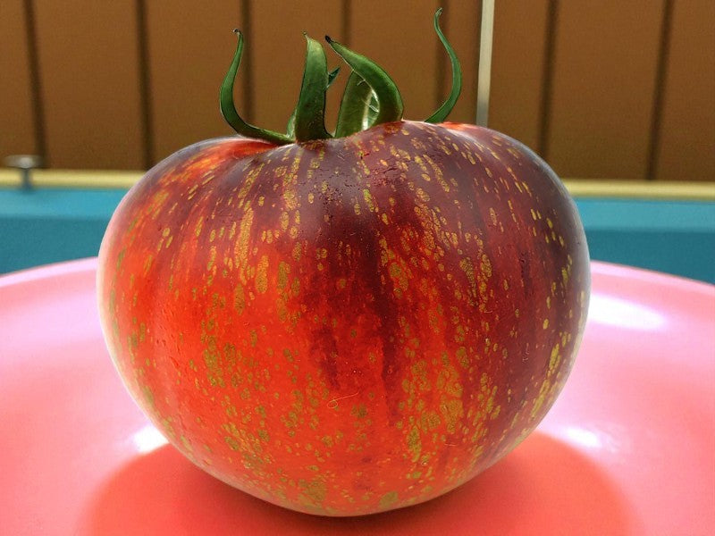 Speckled red and blue, Blue Fire tomato on a pink surface with a wooden background