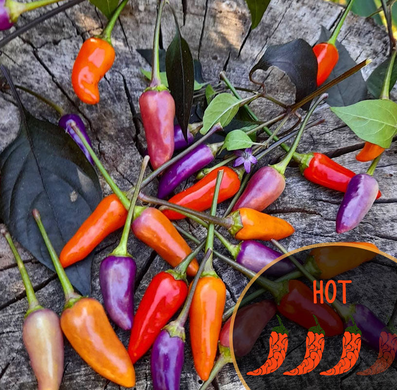 Colorful Blue Xmas chili peppers on a wooden surface with 'HOT' label and chili pepper icons.