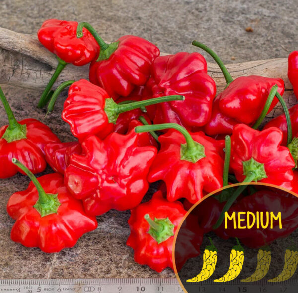 Brazilian Starfish peppers with green stems on a wooden surface, with a 'Medium' label overlay.