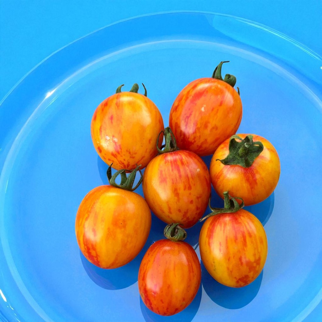 Bumble Bee Sunrise Tomatoes on a blue plate